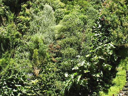 http://www.thbz.org/images/divers/jardins_verticaux/bhv3.jpg